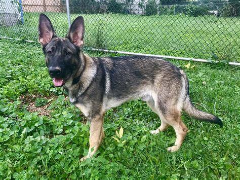 Coat Dense outer coat with a soft undercoat. . German shepherd puppies for sale baltimore md